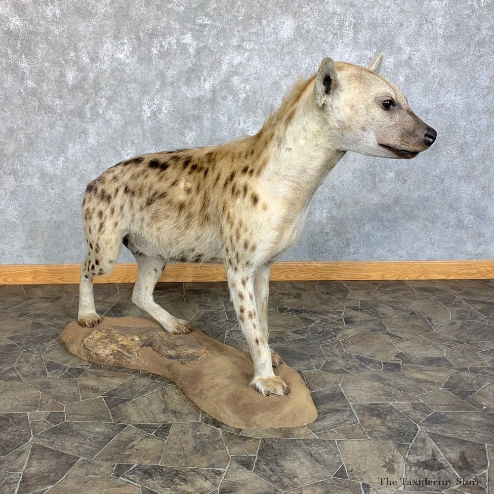 African Hyena Life-Size Taxidermy Mount #23442 For Sale @ The Taxidermy Store