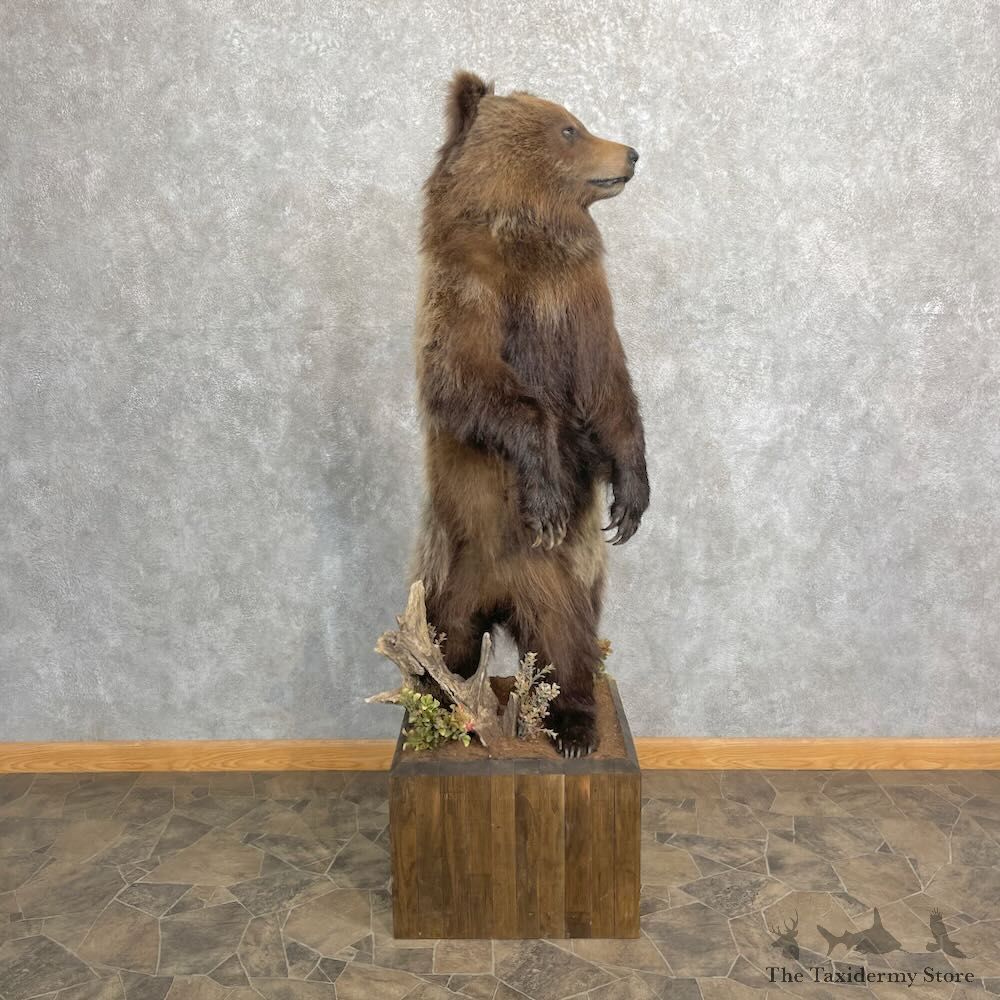 Grizzly Bear Life-Size Mount For Sale #27349 @ The Taxidermy Store