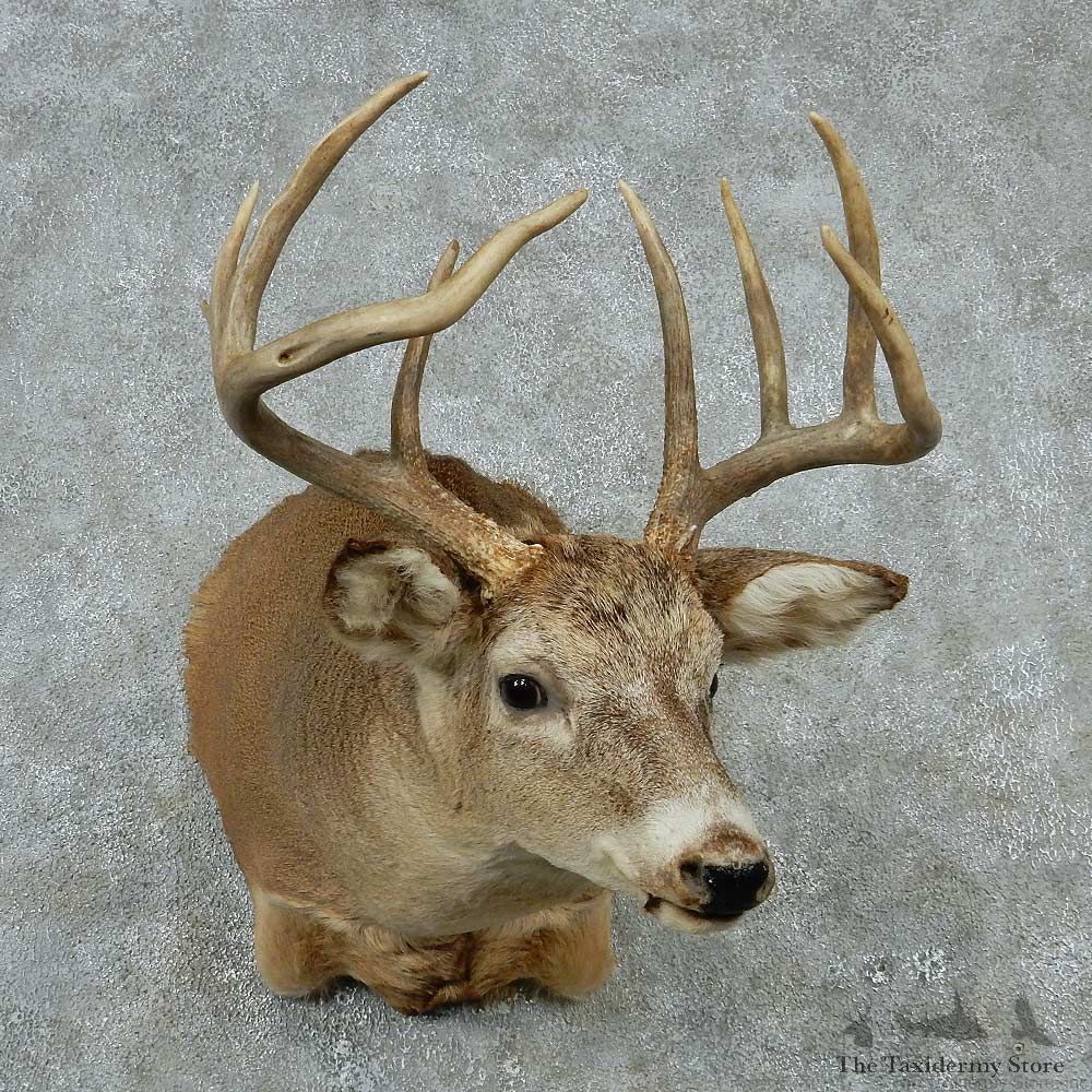 Whitetail Deer Taxidermy Shoulder Mount #13153 For Sale @ The Taxidermy Store