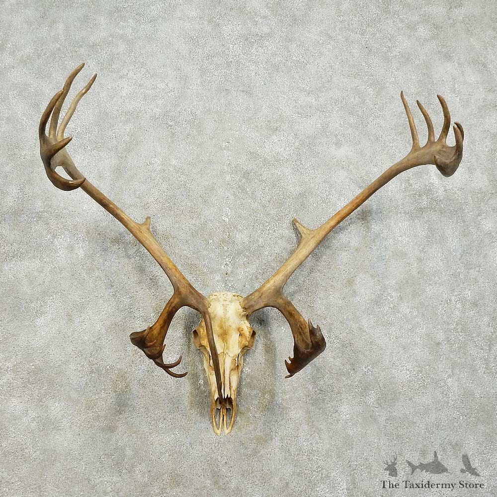 Caribou Skull & Antler European Mount For Sale #15842 @ The Taxidermy Store