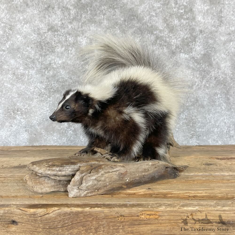 Hooded Skunk Taxidermy Mount For Sale #28229 @ The Taxidermy Store