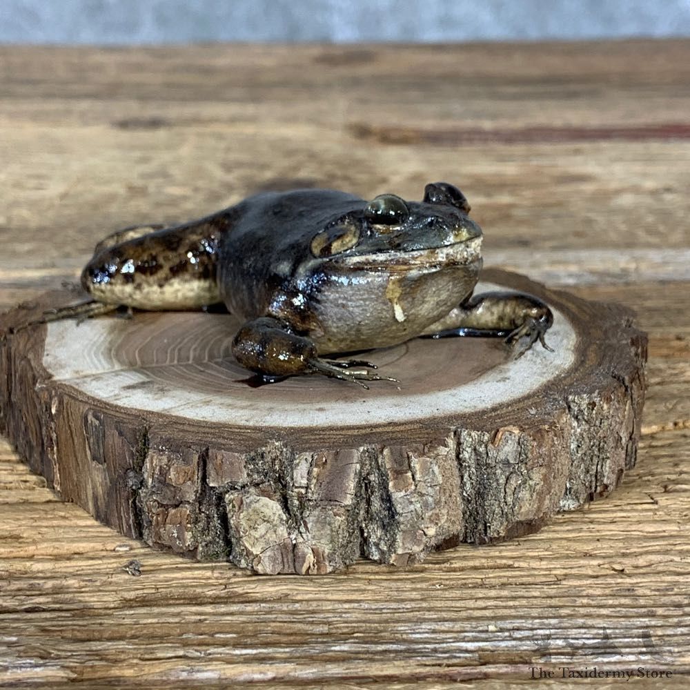 Bullfrog Taxidermy Mount For Sale #21379 @ The Taxidermy Store