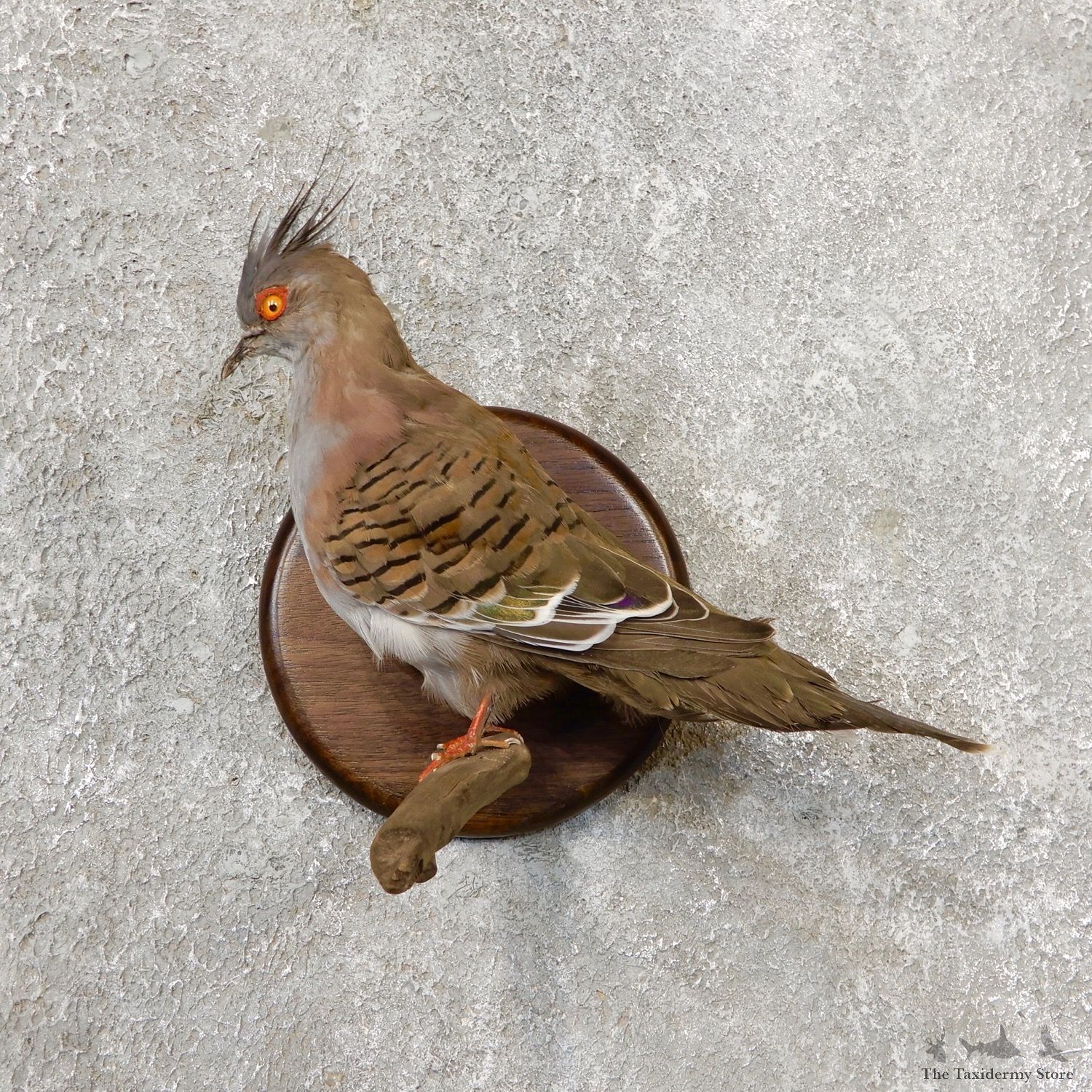 Crested Pigeon Life Size Taxidermy Mount #19103 For Sale @ The Taxidermy Store