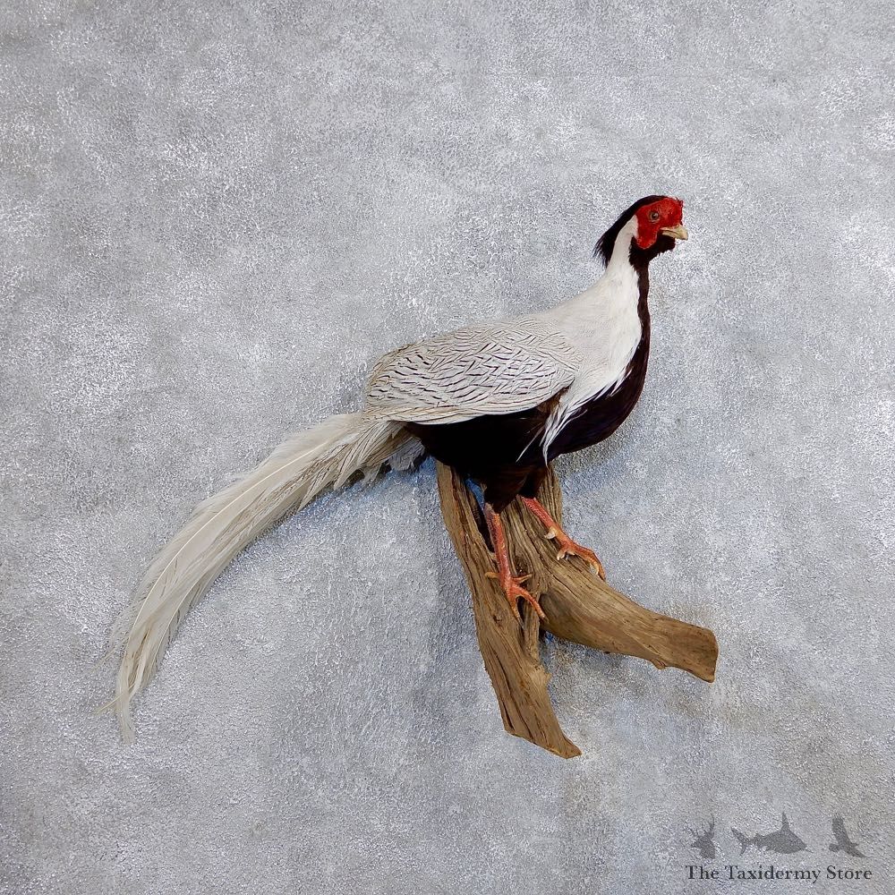 Silver Pheasant Flying Taxidermy Bird Mount #18683 For Sale @ The Taxidermy Store