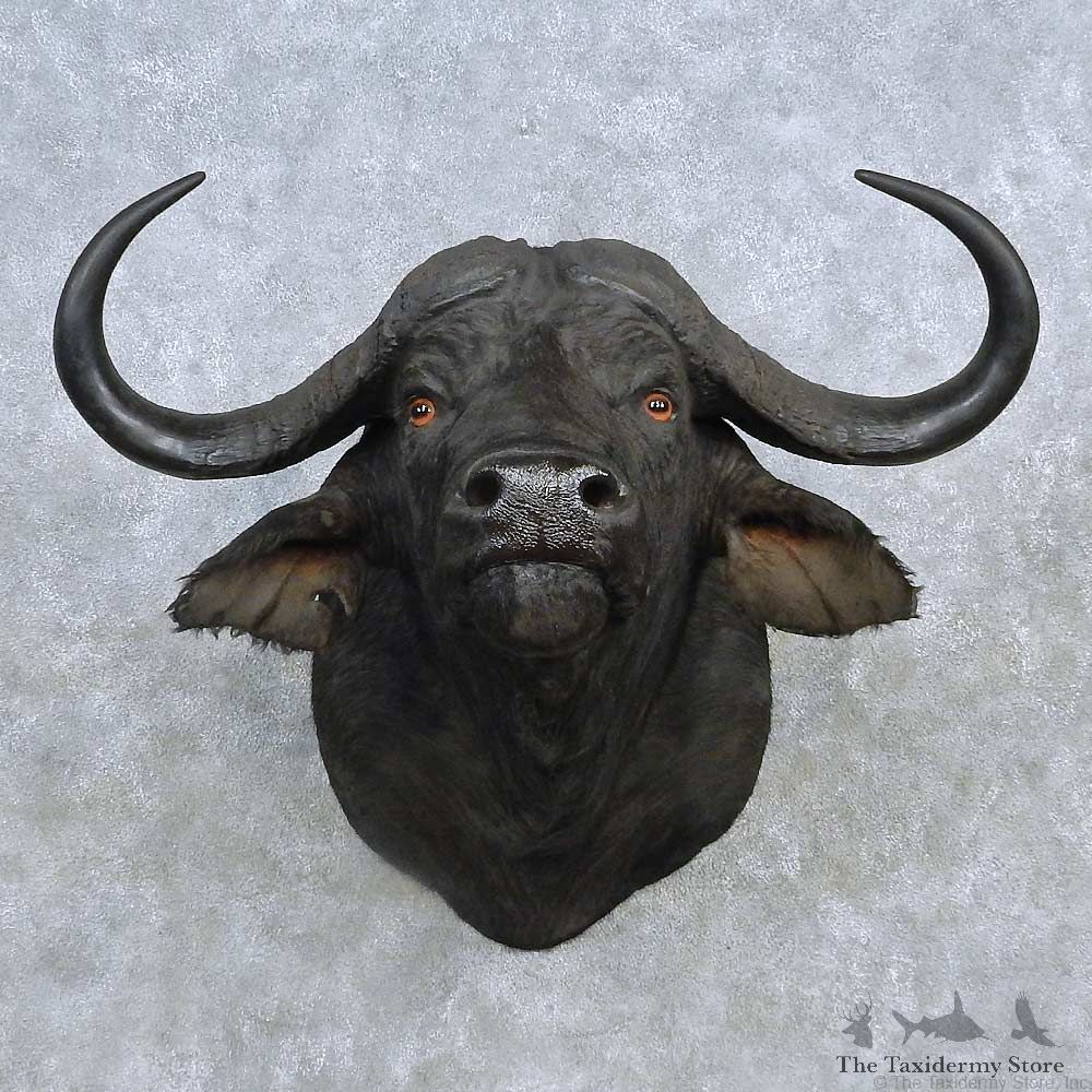 African Cape Buffalo Shoulder Mount For Sale #15134 @ The Taxidermy Store