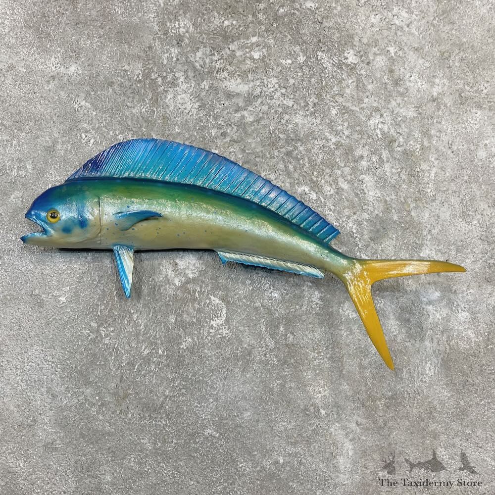 Reproduction Mahi Mahi Fish Mount For Sale #27221 @ The Taxidermy Store