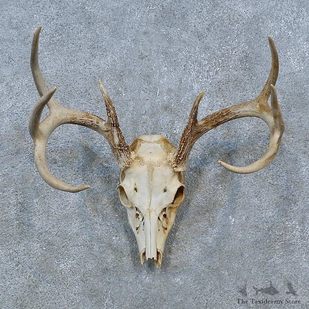 Whitetail Deer Skull Antler European Mount For Sale #15361 @ The Taxidermy Store