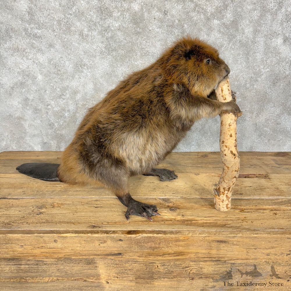 North American Beaver Mount For Sale #29345 @ The Taxidermy Store