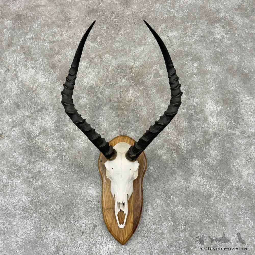 Impala Skull & Horns European Mount For Sale #32310 @ The Taxidermy Store