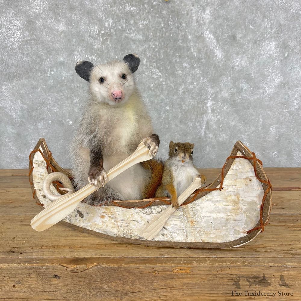 Canoeing Squirrel and Opossum Novelty Mount For Sale #24446 @ The Taxidermy Store