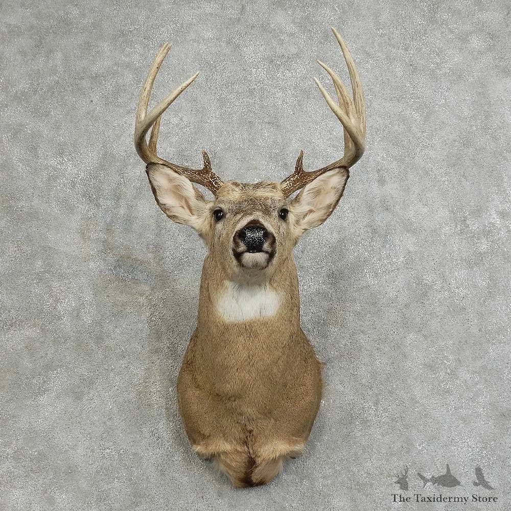 Whitetail Deer Shoulder Mount For Sale #16087 @ The Taxidermy Store