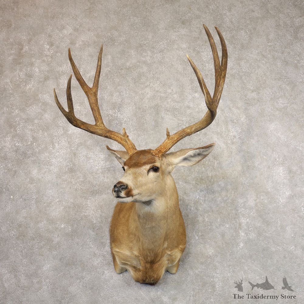 Sonora Desert Mule Deer Shoulder Mount For Sale #22173 @ The Taxidermy Store
