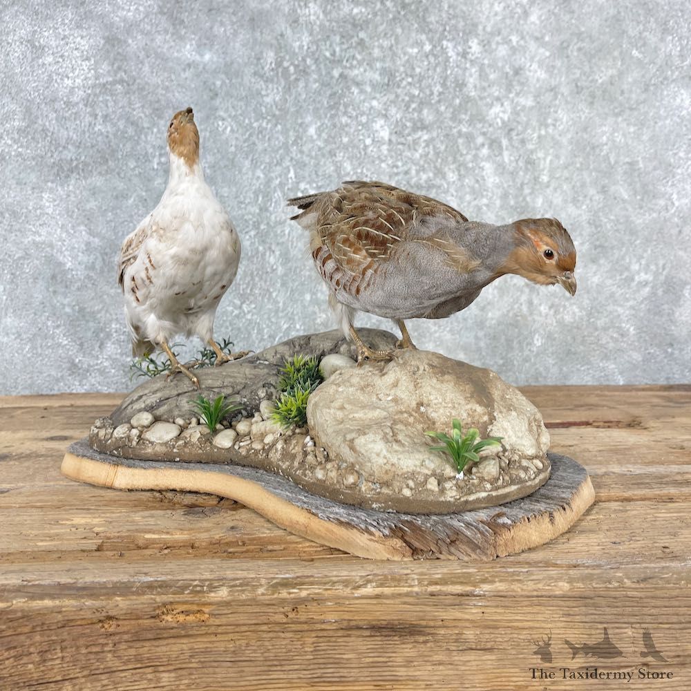 Hungarian Taxidermy Mount For Sale #26008 @ The Taxidermy Store