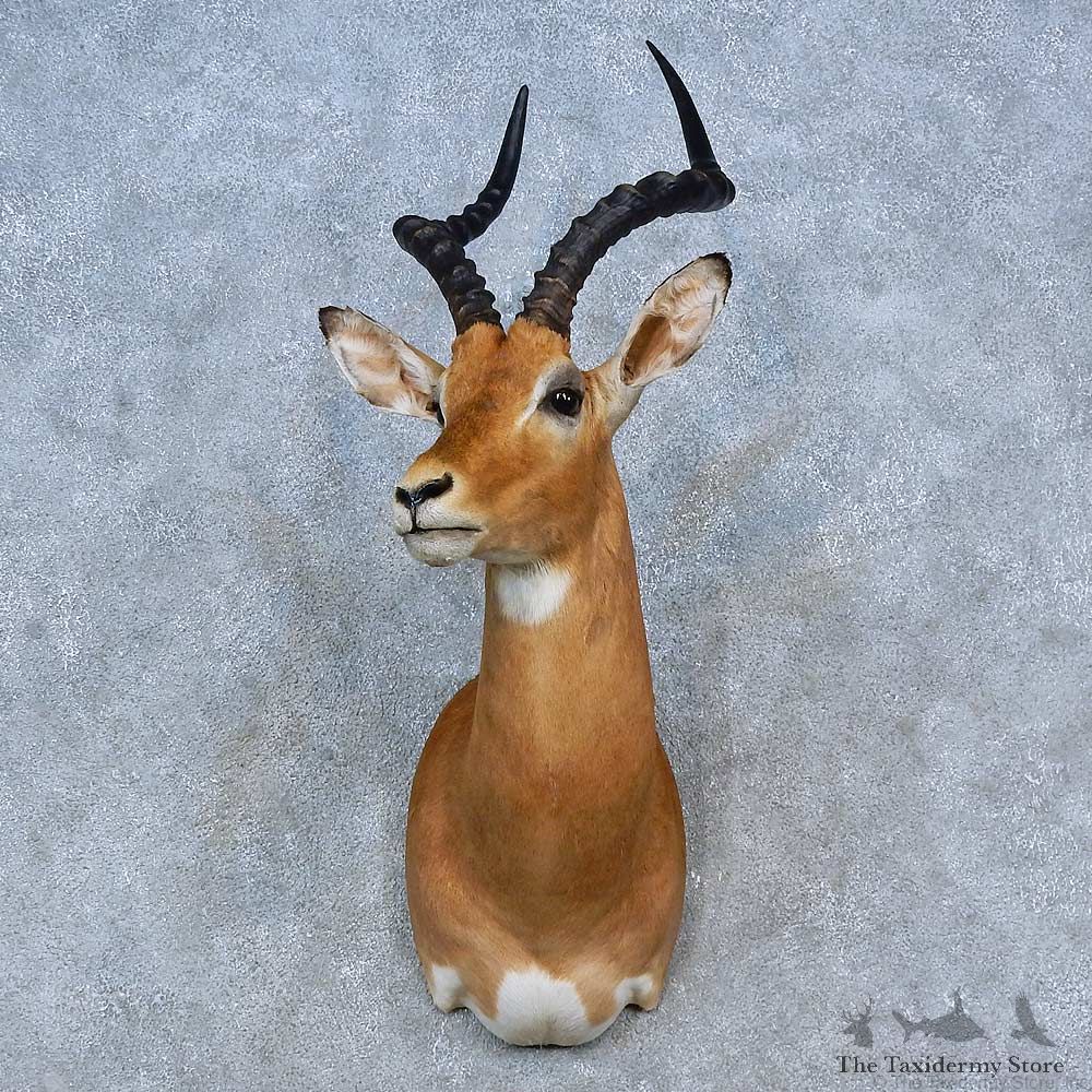 African Impala Shoulder Mount For Sale #15325 @ The Taxidermy Store