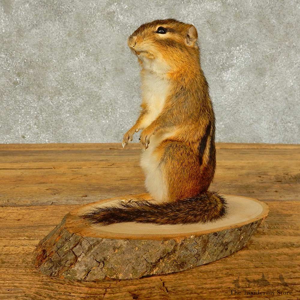 Chipmunk Life-Size Mount For Sale #16333 @ The Taxidermy Store