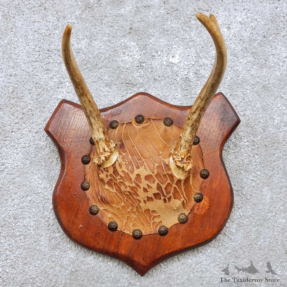 Whitetail Deer Antler Mount For Sale #14302 @ The Taxidermy Store