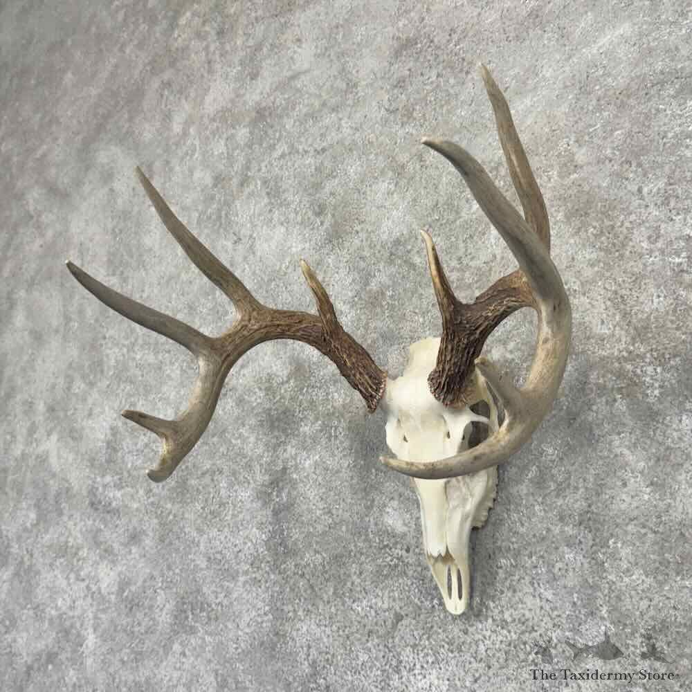 Whitetail Deer Skull European Mount For Sale #32158 @ The Taxidermy Store