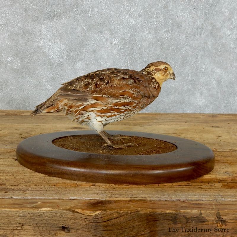Bobwhite Quail Bird Mount For Sale #18365 @ The Taxidermy Store