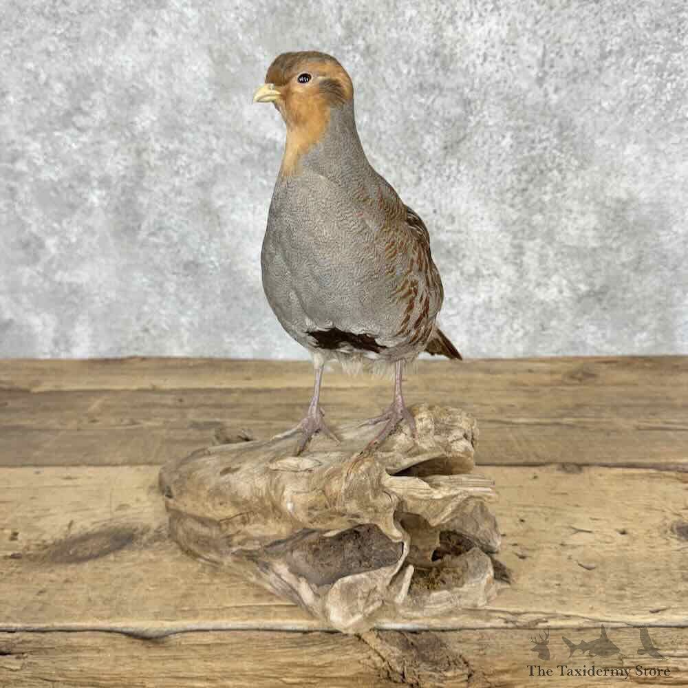 Hungarian Partridge Bird Mount For Sale #32033 @ The Taxidermy Store