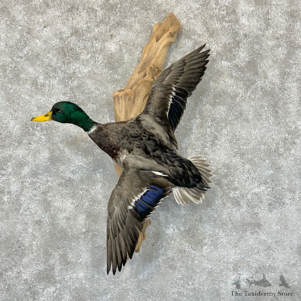 Mallard Duck Drake Mount For Sale #29138 @ The Taxidermy Store