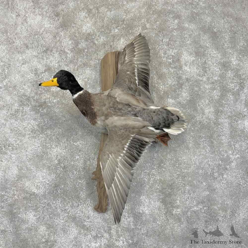 Silver Mallard Duck Drake Bird Mount For Sale #31728 @ The Taxidermy Store