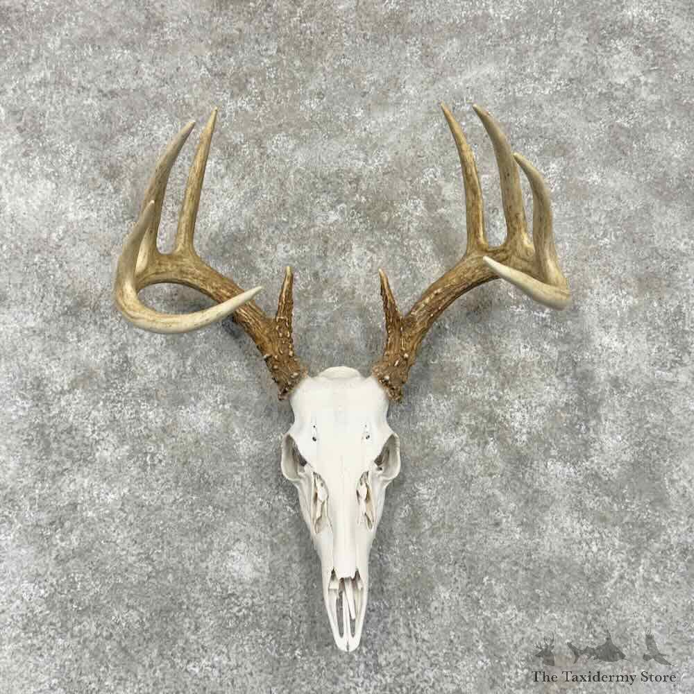 Whitetail Deer Skull European Mount For Sale #31664 @ The Taxidermy Store