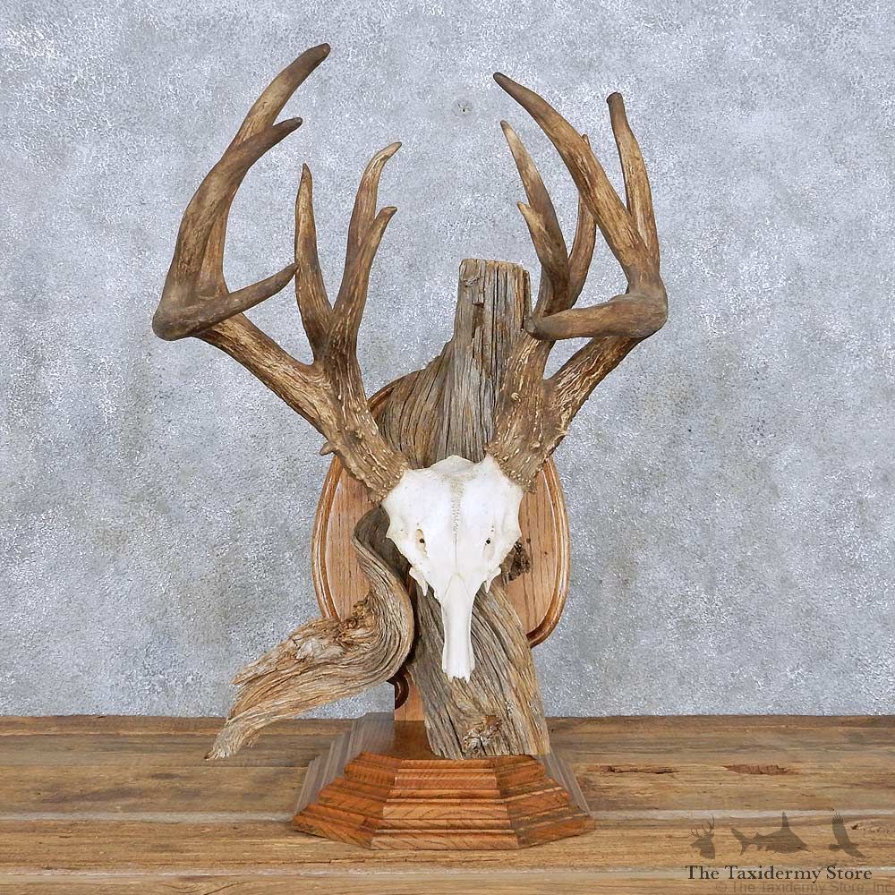 Whitetail Deer Quad Main Beam Antler Mount For Sale #14009 @ The Taxidermy Store