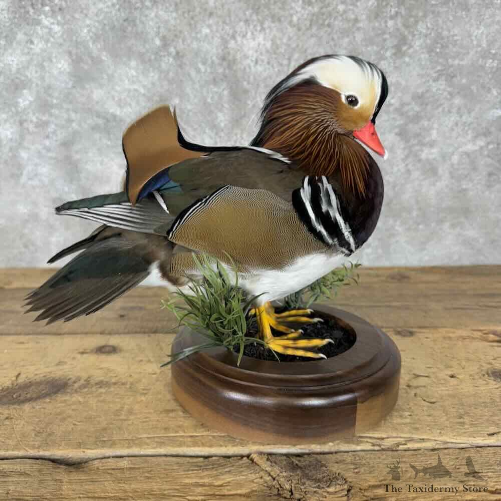 Mandarin Duck Bird Mount For Sale #30816 @ The Taxidermy Store