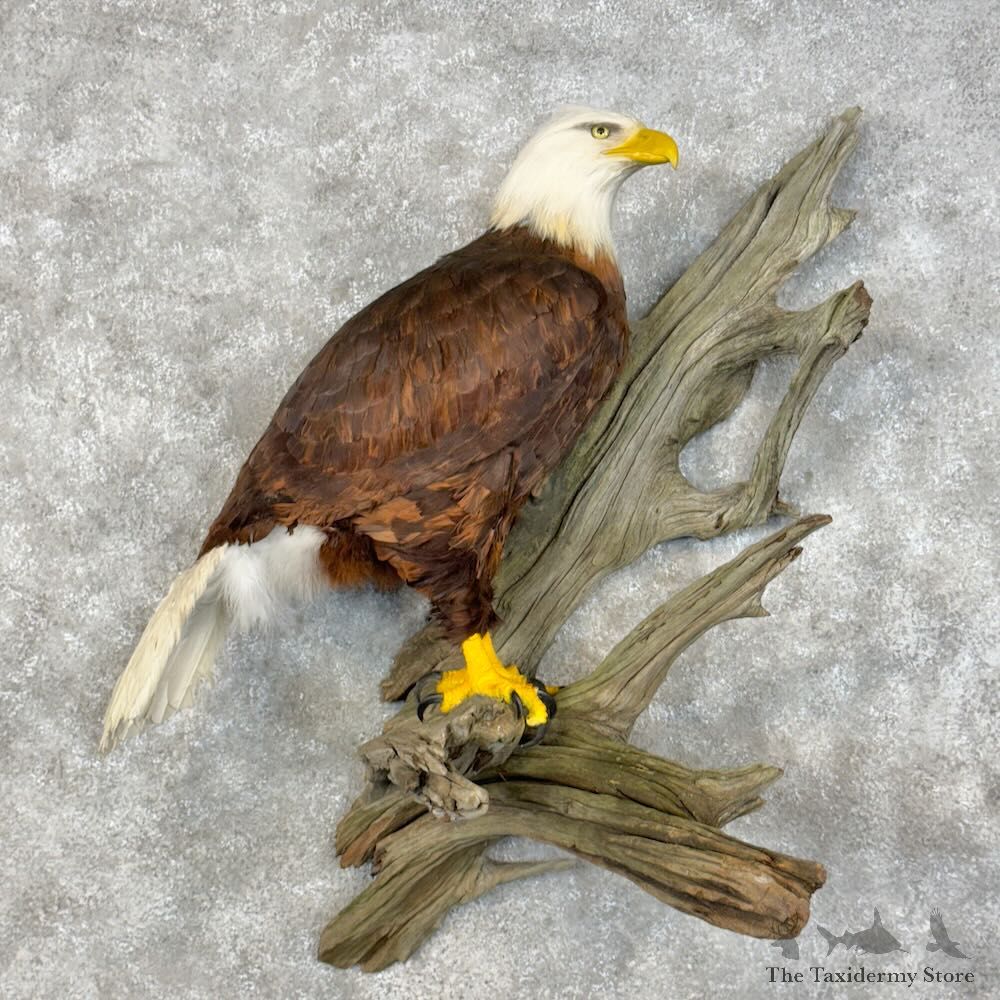 Reproduction Bald Eagle Bird Mount For Sale #28955 @ The Taxidermy Store
