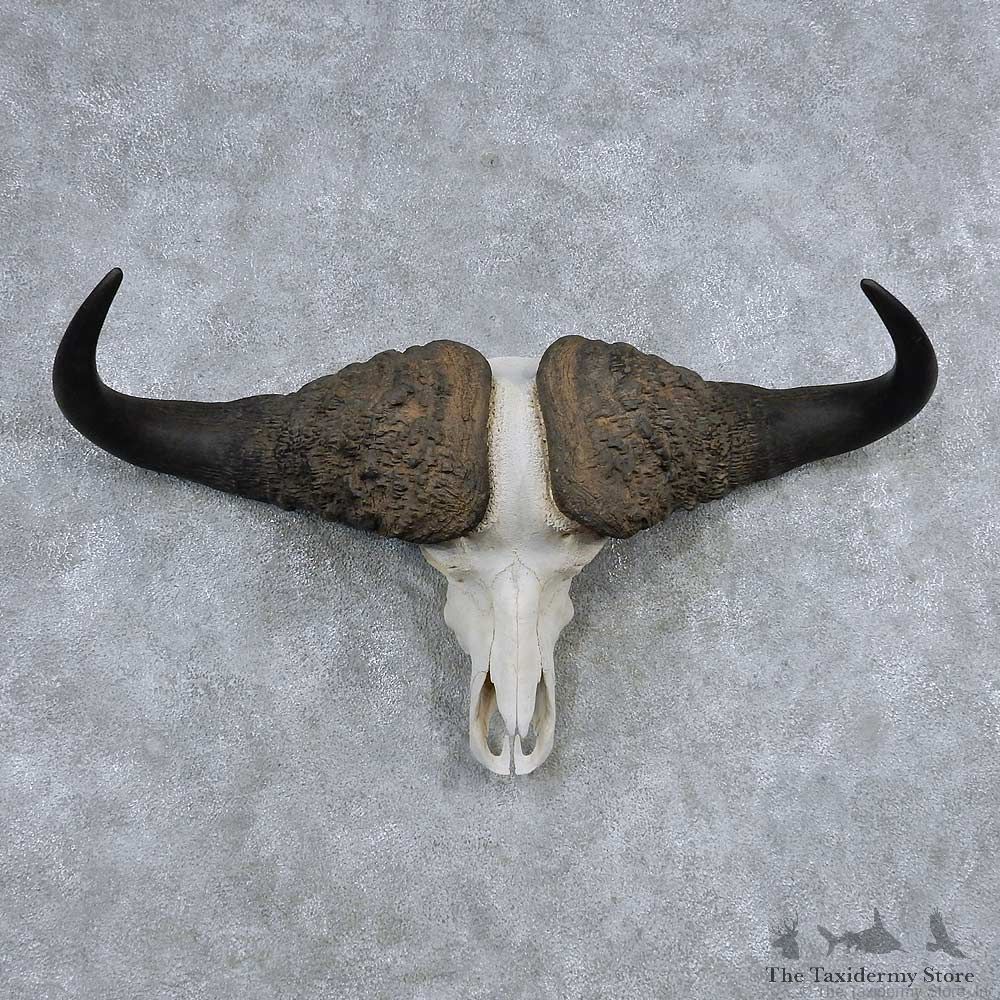 Cape Buffalo Skull Horns Mount For Sale #13908 For Sale @ The Taxidermy Store