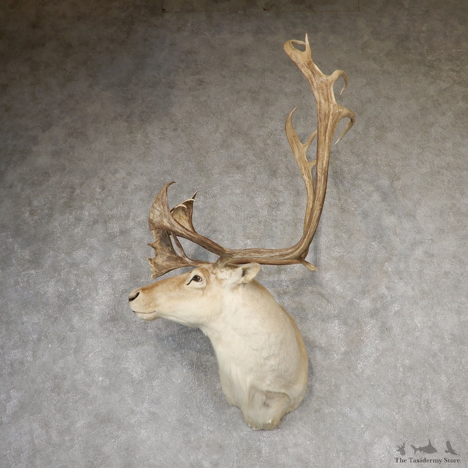 Quebec Labrador Caribou Shoulder Mount For Sale #19167 @ The Taxidermy Store