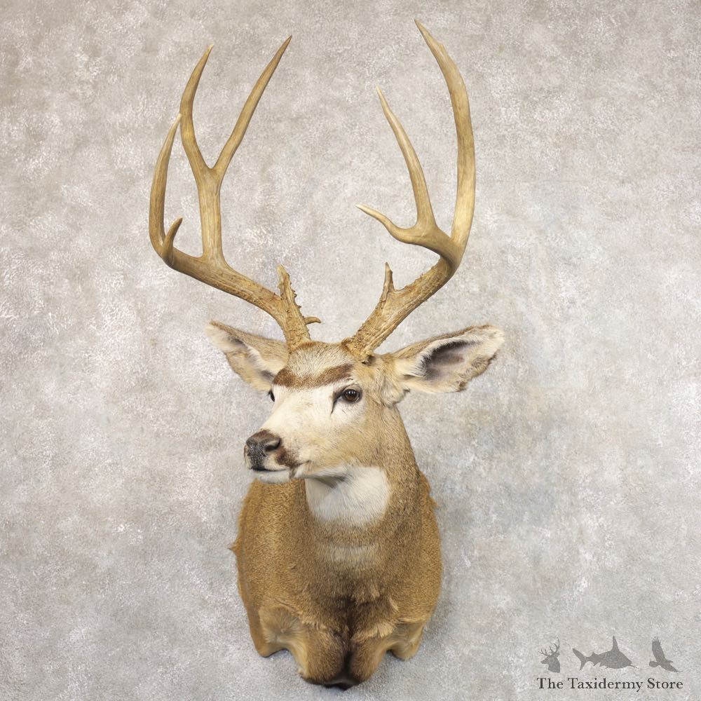 Mule Deer Shoulder Mount For Sale #22177 @ The Taxidermy Store