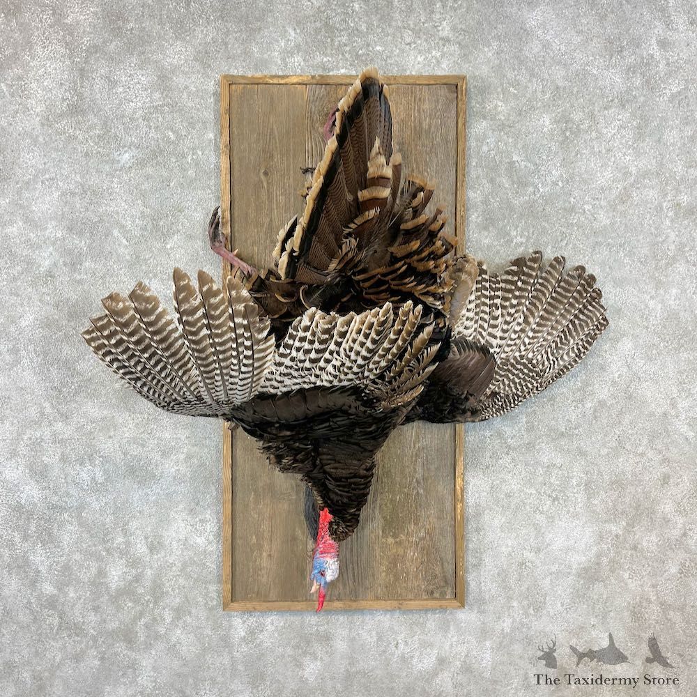 Eastern Turkey Bird Mount For Sale #26775 @ The Taxidermy Store