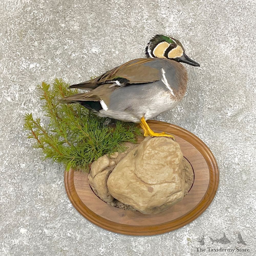 Baikal Teal Duck Bird Mount For Sale #25008 @ The Taxidermy Store