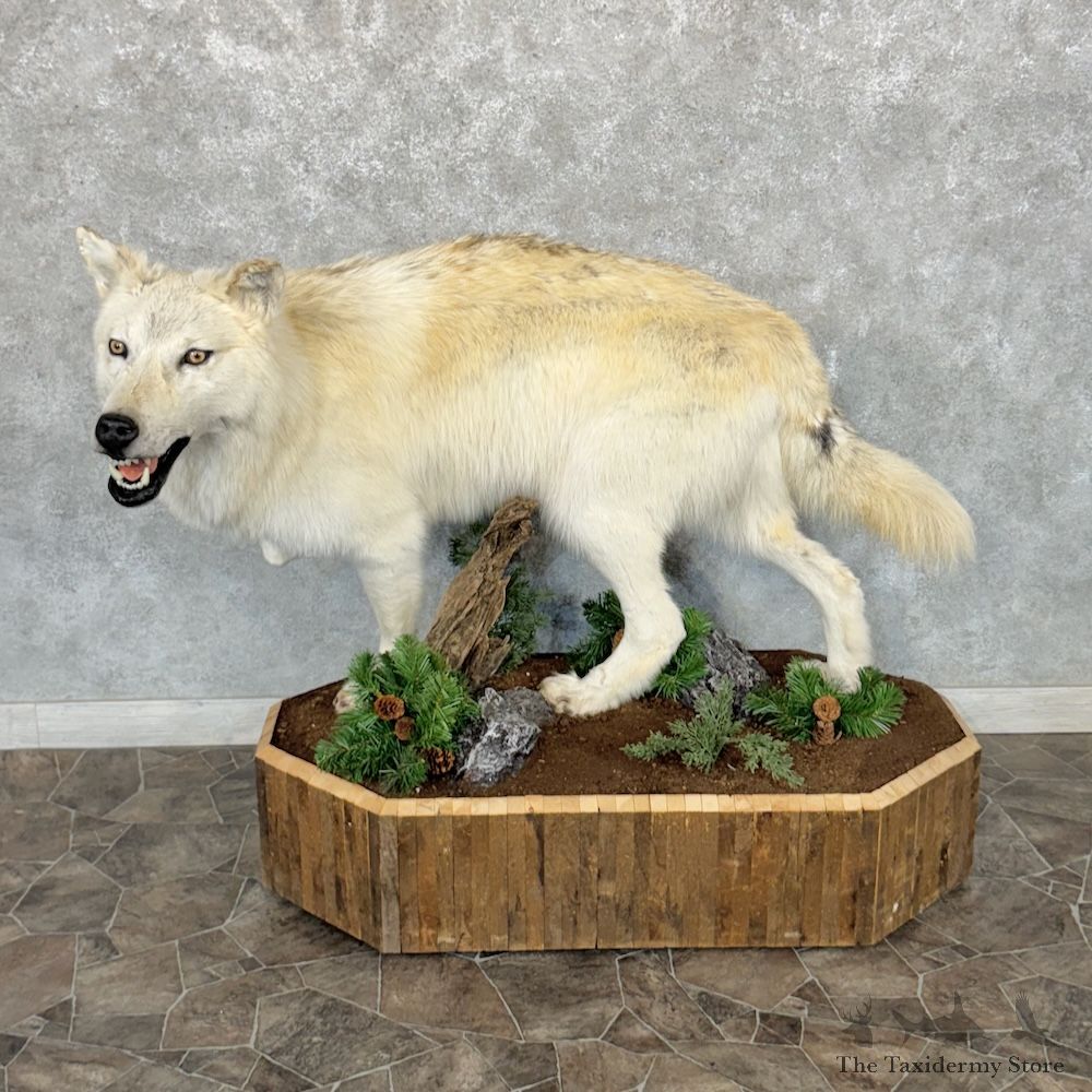 Alaskan White Wolf Life-Size Mount For Sale #30151 @ The Taxidermy Store