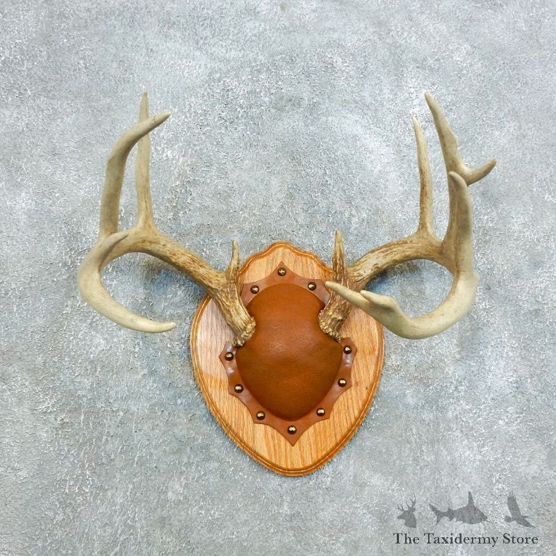 Whitetail Deer Antler Plaque Mount For Sale #18413 @ The Taxidermy Store