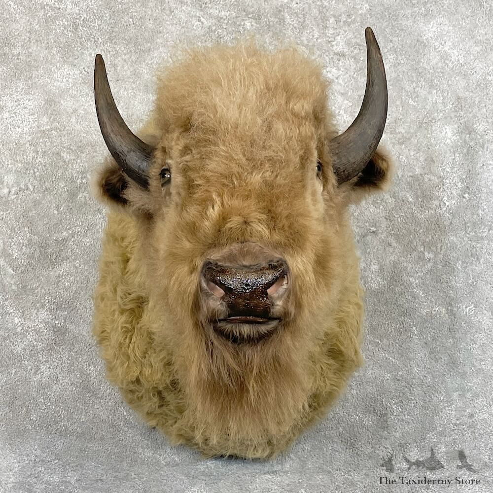 Cinnamon American Bison Shoulder Mount For Sale #27781 @ The Taxidermy Store