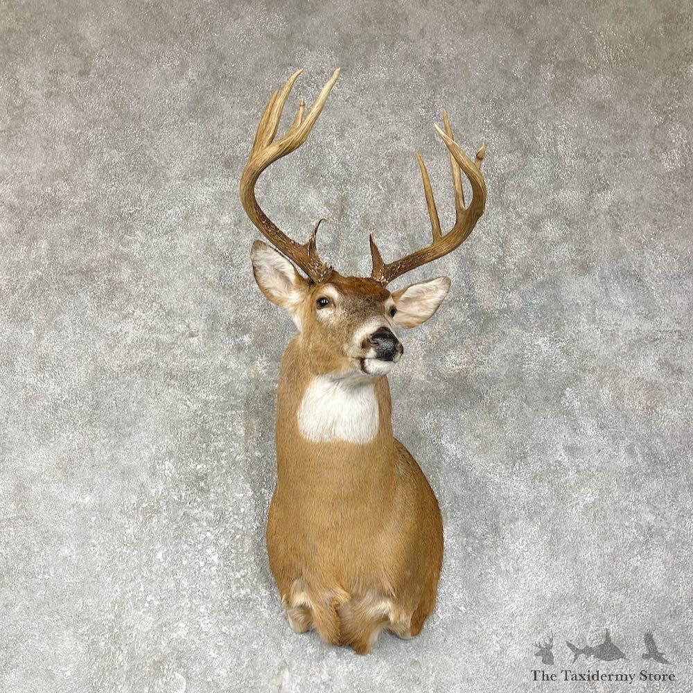 Whitetail Deer Shoulder Mount #25636 For Sale - The Taxidermy Store