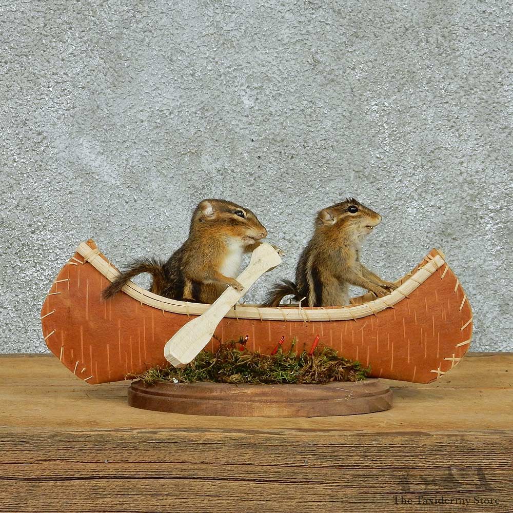 Novelty Canoe Chipmunks Taxidermy Mount #13261 For Sale @ The Taxidermy Store