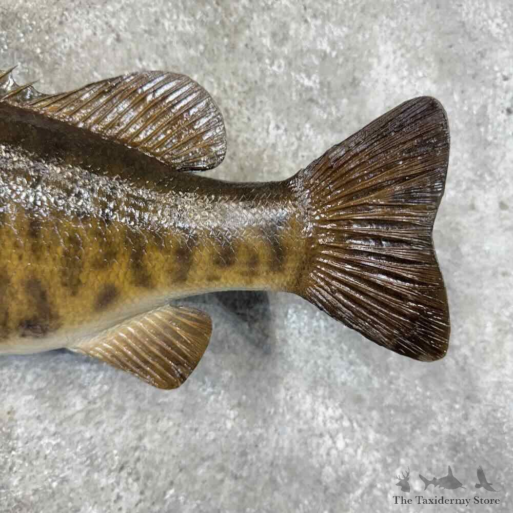 Smallmouth Bass Fish Mount For Sale #31274 @ The Taxidermy Store