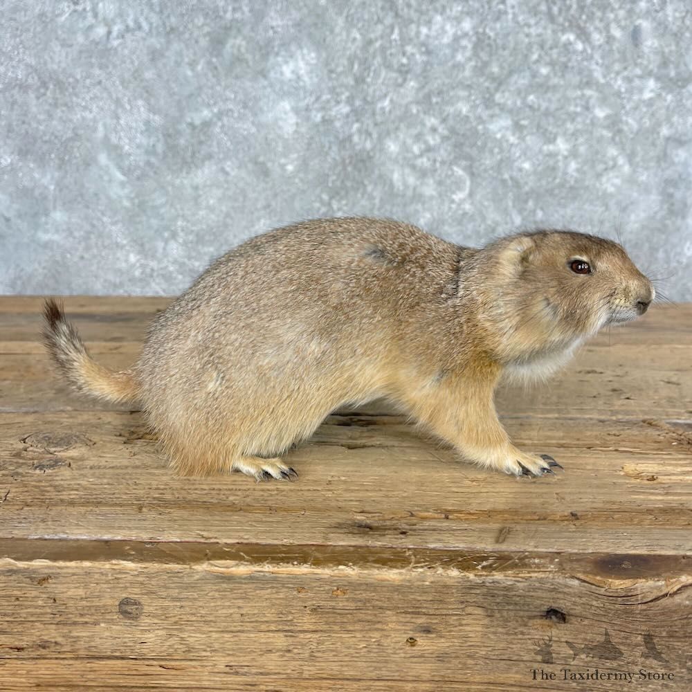 Prairie Dog Life-Size Mount For Sale #27970 @ The Taxidermy Store