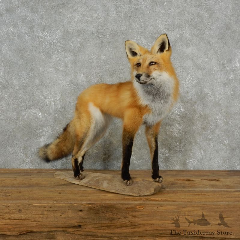 Red Fox Life-Size Mount For Sale #17382 @ The Taxidermy Store