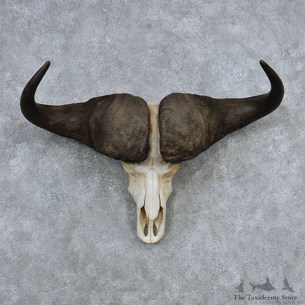 Cape Buffalo Skull Horns Mount For Sale #13910 For Sale @ The Taxidermy Store
