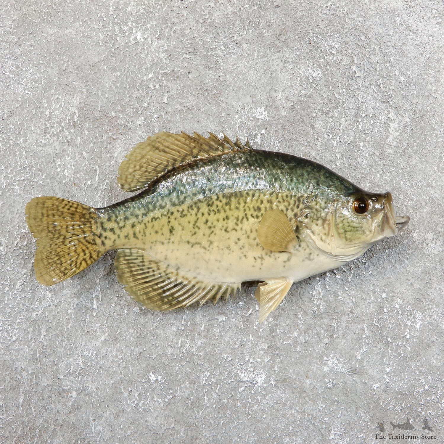 Black Crappie Taxidermy Fish Mount #19679 For Sale @ The Taxidermy Store