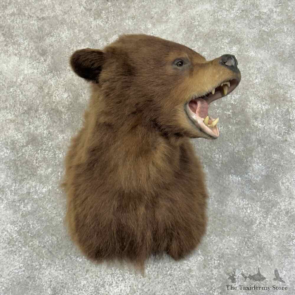 Cinnamon Phase Black Bear Shoulder Mount For Sale #32280 @ The Taxidermy Store