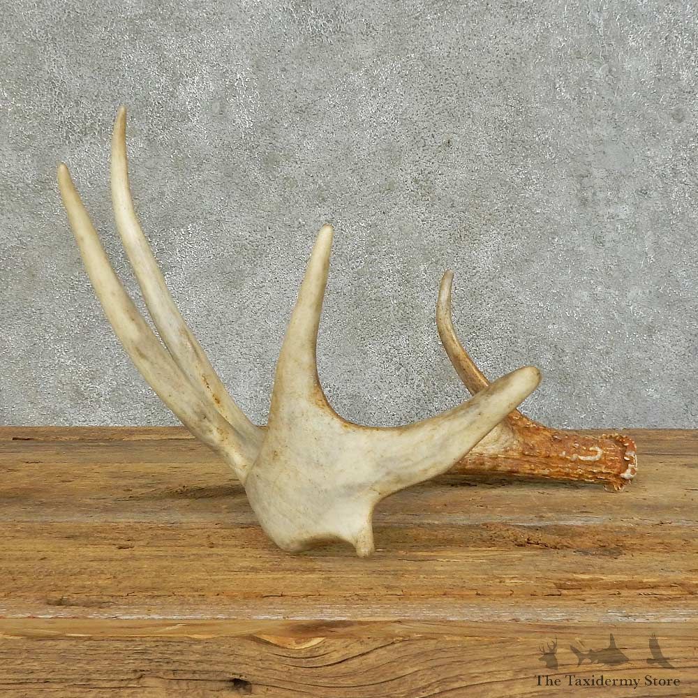 Whitetail Deer Antler Shed For Sale #16150 @ The Taxidermy Store