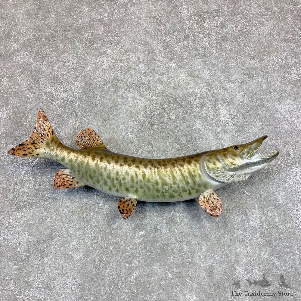 Tiger Musky Fish Taxidermy Mount For Sale #22073 - The Taxidermy Store