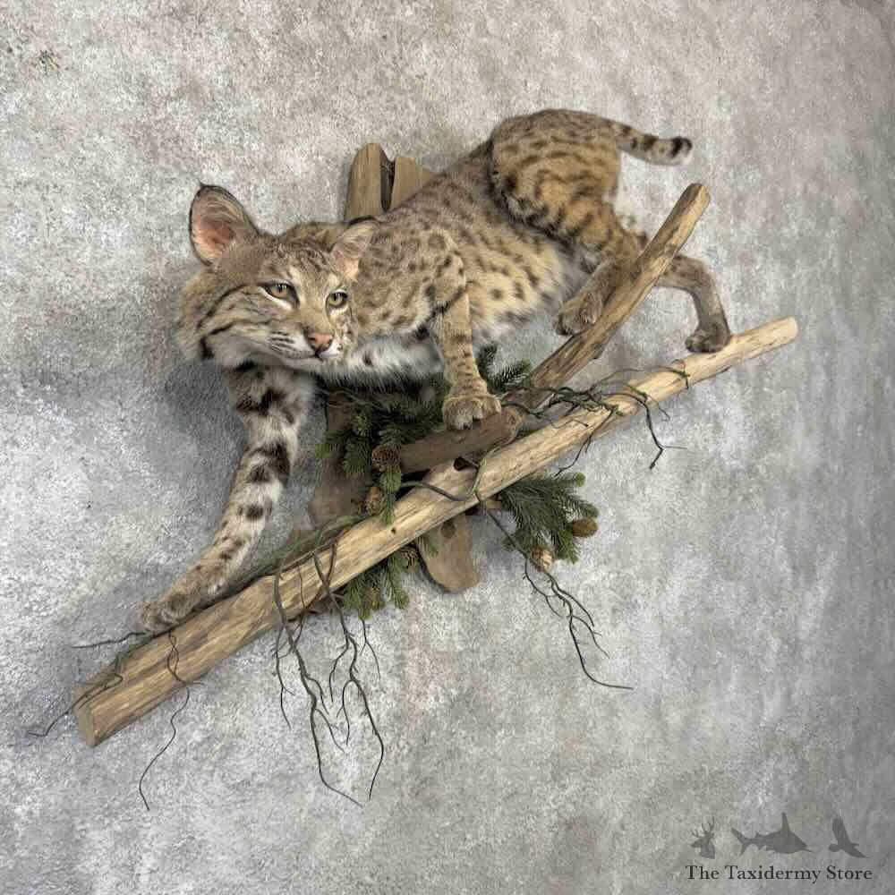 Bobcat Life Size Mount For Sale #32259 @ The Taxidermy Store