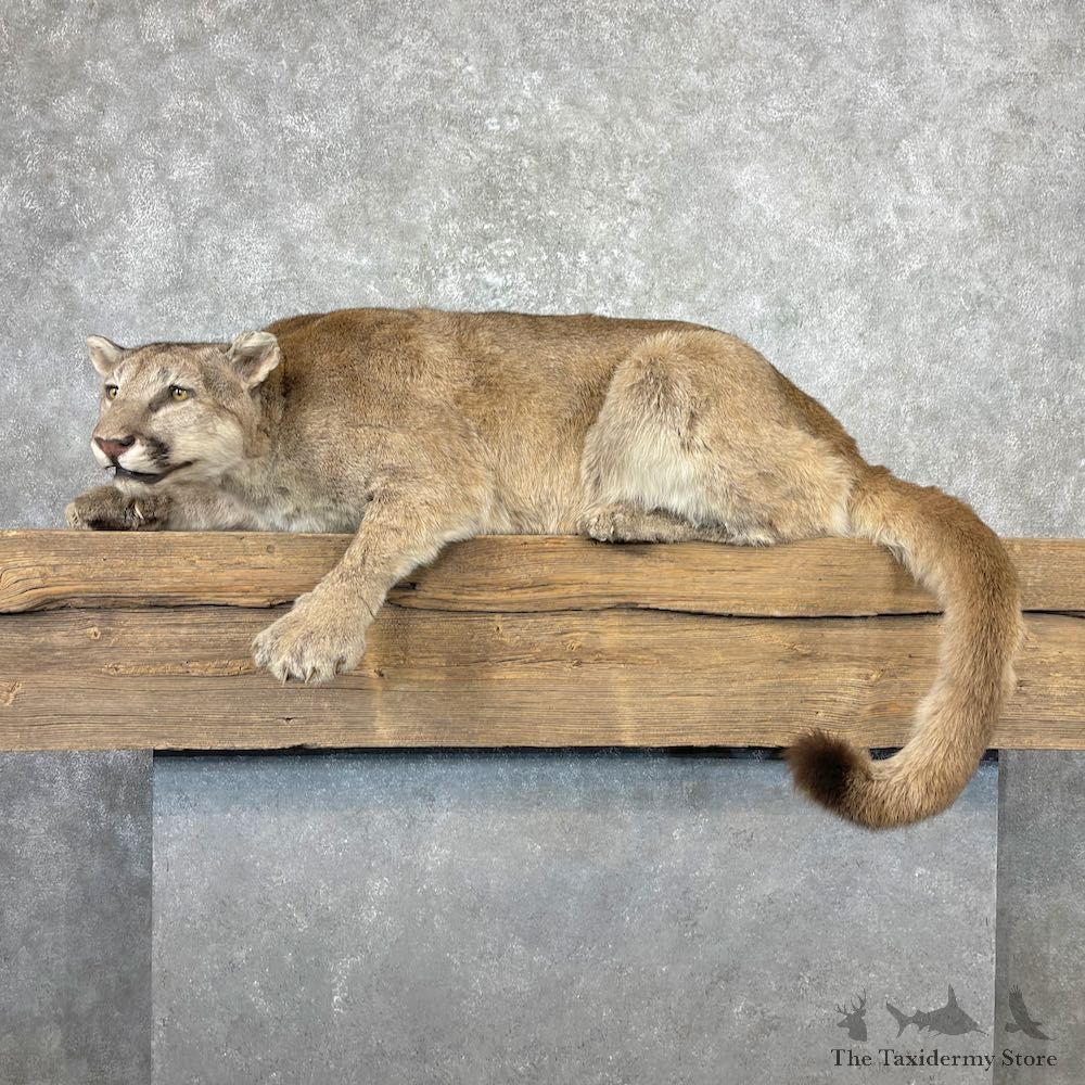Mountain Lion Life-Size Mount For Sale #26959 @ The Taxidermy Store