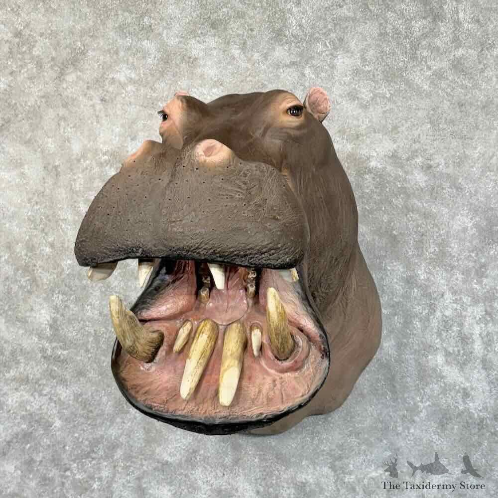 African Hippopotamus Shoulder Mount For Sale #30333 @ The Taxidermy Store